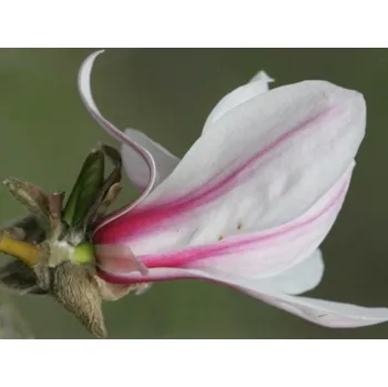 Sazenice Magnolie japonská 'Rogów' Balení: kontejner C3, Tvar: výška 60-80 cm