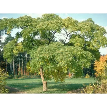 Sazenice Korkovník amurský Balení: bal/kontejner, Tvar: obvod kmene 20/25