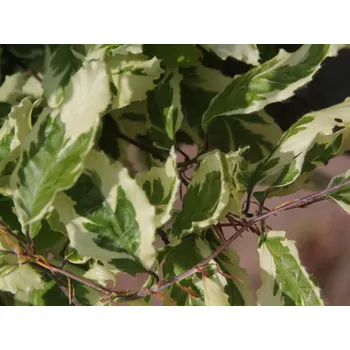 Sazenice Buk lesní 'Silbertaler'