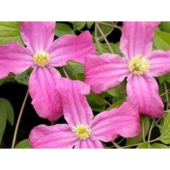 Sazenice Plamének INSPIRATION 'Zoin'