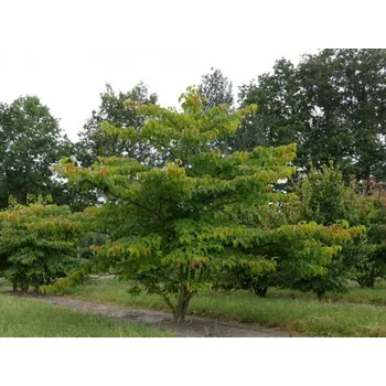 Sazenice Svída pochybná kontejner C230, výška 400-425cm, kmínek 200cm, OK 24/26