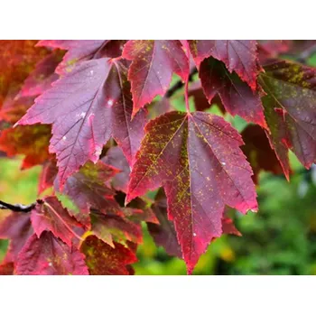 Sazenice Javor červený 'Red Sunset' Balení: kontejner, Tvar: kmínek 180cm, OK 10/12