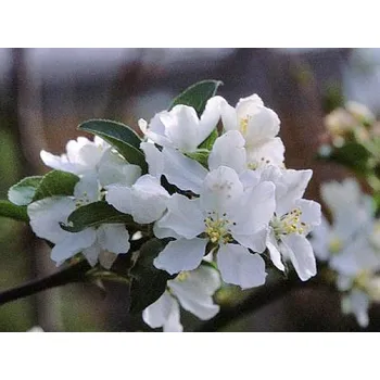 Sazenice Jabloň okrasná 'White Angel'