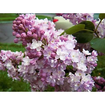 Sazenice Šeřík obecný 'Pamiac o Wawilowie' Balení: kontejner p9