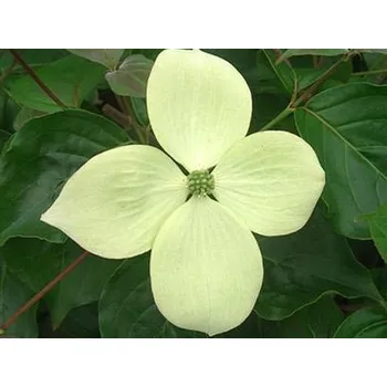 Sazenice Dřín japonský 'National' Balení: kontejner C15, Tvar: výška 100-120cm