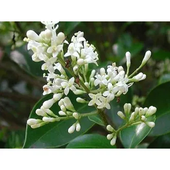 Sazenice Ptačí zob japonský kontejner C525