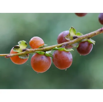 Sazenice Tomel obecný kontejner C5