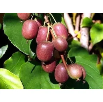 Sazenice Kiwi 'Ken's Red' Balení: kontejner p9