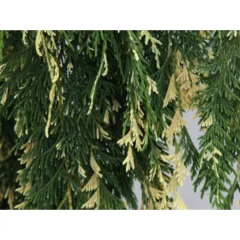 Sazenice Cypřišek nutkajský 'Gloria Polonica' Balení: kontejner C4/C5, Tvar: výška 45-65 cm