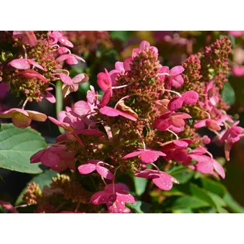 Sazenice Hortenzie latnatá 'Prim'red' Balení: kontejner p12