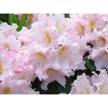 Sazenice Rododendron 'Dagmar' Balení: kontejner, Tvar: výška 120cm, šířka 180cm