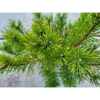 Sazenice Borovice kleč var. pumilio Balení: bal/