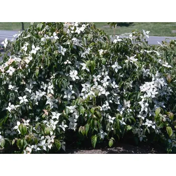 Sazenice Dřín japonský 'Pendula'