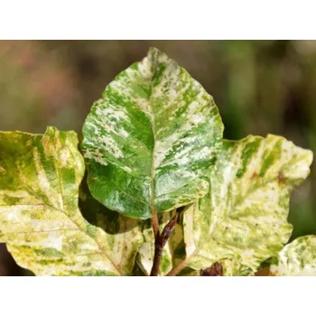 Sazenice Buk lesní 'Rolf Marquardt' Balení: kontejner C5, Tvar: výška 40-60cm