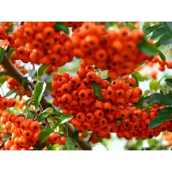 Sazenice Hlohyně šarlatová 'Mohave' Balení: kontejner p9