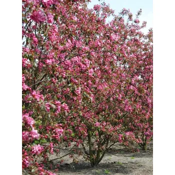 Sazenice Jabloň okrasná 'Mokum' Balení: bal/airpot/kontejner, Tvar: obvod kmene 18/20