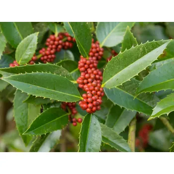 Sazenice Cesmína Koehneova 'Chestnut Leaf' kontejner C3