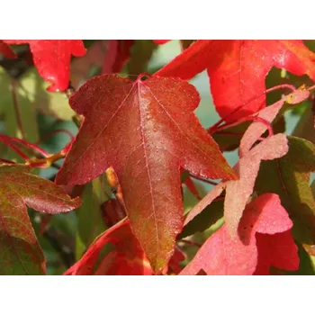 Sazenice Ambroň západní 'Slender Silhouette' kontejner C35