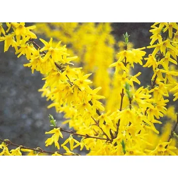 Sazenice Zlatice prostřední Balení: bal nebo kontejner, Tvar: výška 125-150cm