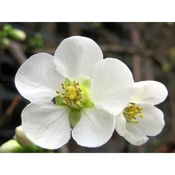 Sazenice Kdoulovec čínský 'Nivalis' Balení: kontejner p9, mladá sazenice