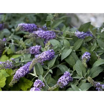 Sazenice Komule Davidova 'Lilac Chip' kontejner C12, výška 50-60cm