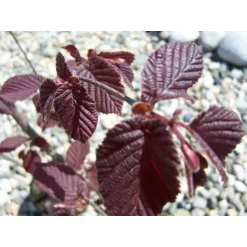 Sazenice Líska obecná 'Little Rob'