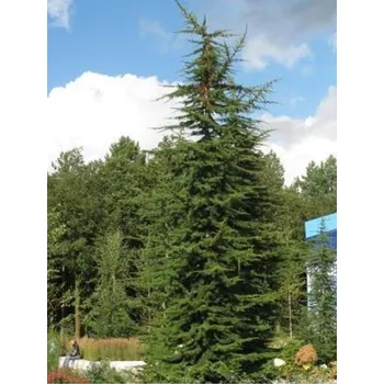 Sazenice Cedr libanonský kontejner C230, výška 350-400cm, rozvětvený