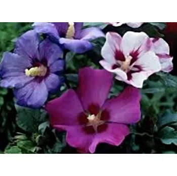 Sazenice Ibišek syrský kontejner C90