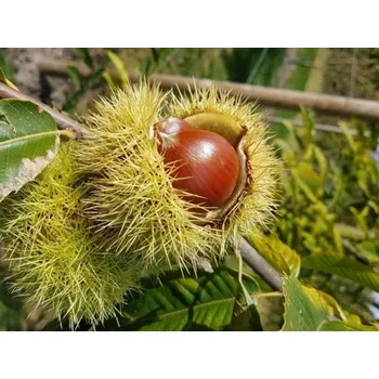 Sazenice Kaštan jedlý 'Maraval' kontejner C2-C5