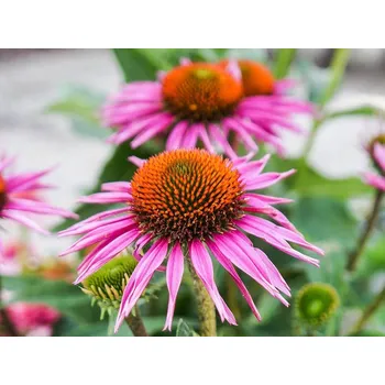 Semeno Třapatka nachová 'Pica Bella' - Echinacea purpurea 'Pica Bella' Balení: kontejner C1,5