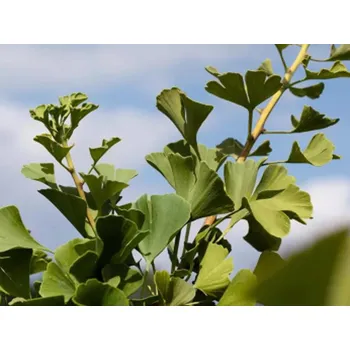 Sazenice Jinan dvoulaločný 'Globus' Balení: kontejner C30