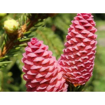 Sazenice Smrk ztepilý 'August' Balení: kontejner C32, Tvar: výška 200-250 cm