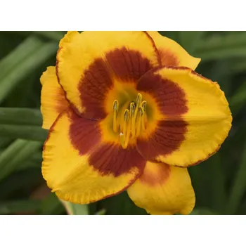 Sazenice Denivka 'Fooled Me' - Hemerocallis 'Fooled Me'
