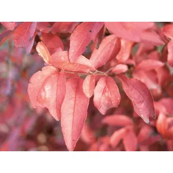 Sazenice Stewartie jednobratrá Balení: kontejner C5, Tvar: výška 60-80 cm