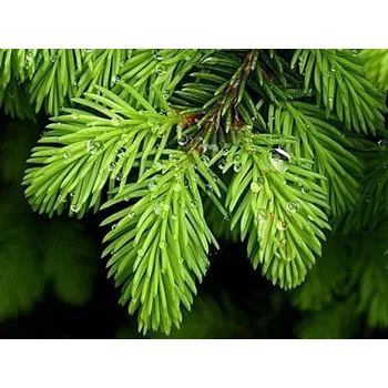 Sazenice Smrk ztepilý 'Nidiformis' Balení: kontejner C160, výška 50-60cm, průměr keře 140cm