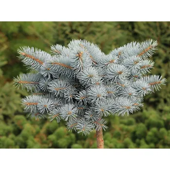 Sazenice Smrk pichlavý 'Kenosha'