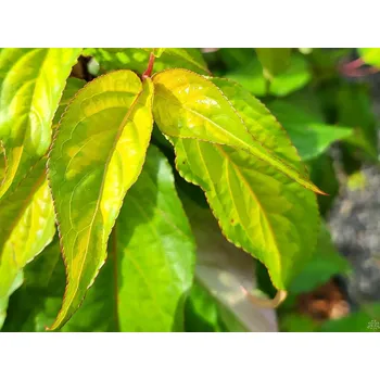 Sazenice Ocasatec čínský 'Wonderful Image' Balení: kontejner C9, Tvar: výška 40-60cm