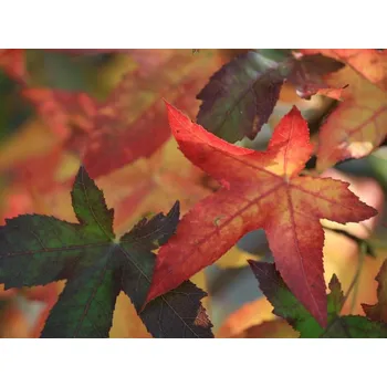 Sazenice Ambroň západní 'Palo Alto' Balení: bal/kontejner, Tvar: OK 20/25