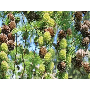 Sazenice Modřín japonský Balení: bal/airpot/kontejner, Tvar: OK 12/14