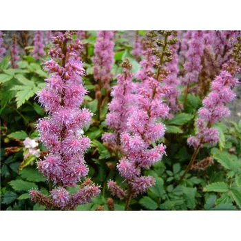 Sazenice Čechrava čínská 'Pumila' - Astilbe chinensis 'Pumila' Balení: kontejner p11