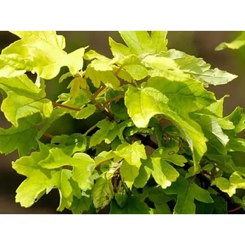 Sazenice Javor klen 'Worley' Balení: kontejner C45, Tvar: výška 320-340cm