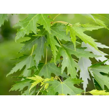 Sazenice Javor stříbrný Balení: kontejner C70, Tvar: OK 14/16