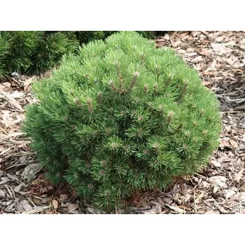 Sazenice Borovice kleč 'Heideperle' Balení: kontejner C5, Tvar: výška 20-30 cm