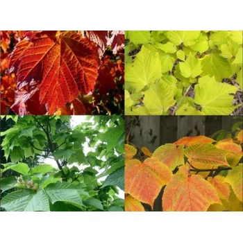 Sazenice Javor rezavožilný Balení: kontejner C5, Tvar: výška 100-120cm