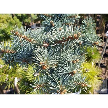 Sazenice Smrk pichlavý 'Swifty'