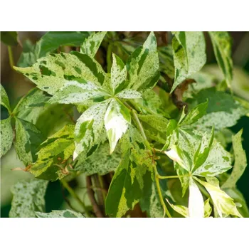 Sazenice Přísavník pětilistý 'Star Shower' Balení: kontejner C2