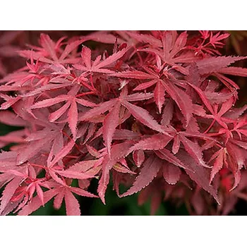 Sazenice Javor dlanitolistý 'Shaina' Balení: kontejner C3-C4, roubováno na kmínku