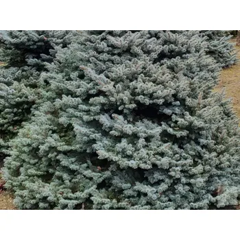 Sazenice Smrk pichlavý 'Bialobok' Balení: bal nebo kontejner, Tvar: výška +/-250cm