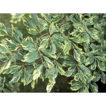 Sazenice Buk lesní 'Albomarginata'