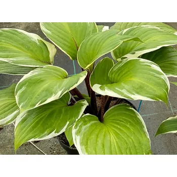 Sazenice Bohyška 'Sorbet®' - Hosta 'Sorbet®' Balení: kontejner p12